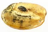 Detailed Fossil Marsh Beetle (Scirtidae) in Baltic Amber #343314-1